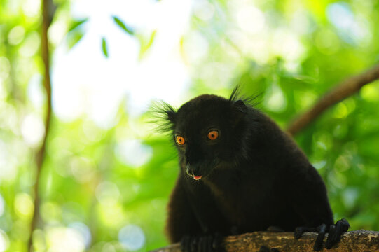 Madagascar, Nose Be, Nosy Komba, portrait of black lemur with orange eyes in the vegetation (Eulemur macaco)