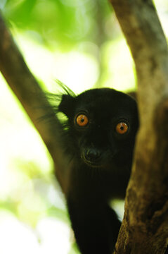 Madagascar, Nose Be, Nosy Komba, portrait of black lemur with orange eyes in the vegetation (Eulemur macaco)