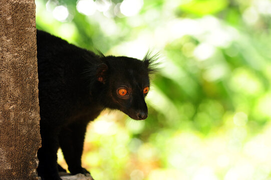 Madagascar, Nose Be, Nosy Komba, portrait of black lemur with orange eyes in the vegetation (Eulemur macaco)