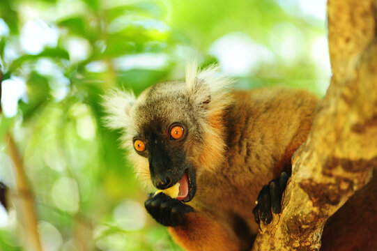 Madagascar, Nose Be, Nosy Komba, portrait of brown crowned lemur eatiing banana in the vegetation (Eulemur coronatus)