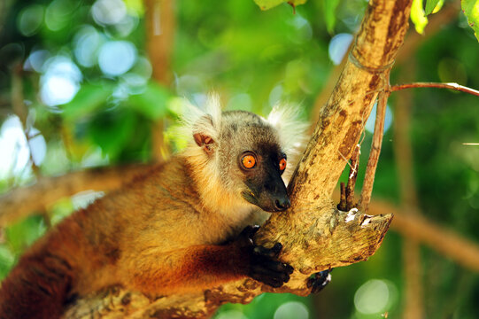 Madagascar, Nose Be, Nosy Komba, portrait of brown crowned lemur sitting in the vegetation (Eulemur coronatus)