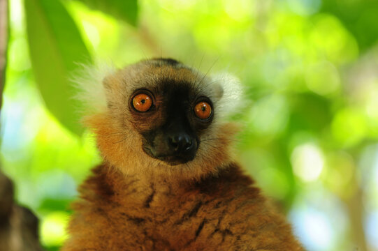 Madagascar, Nose Be, Nosy Komba, portrait of brown crowned lemur in the vegetation (Eulemur coronatus)