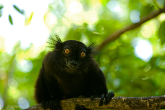 Madagascar, Nose Be, Nosy Komba, portrait of black lemur with orange eyes in the vegetation (Eulemur macaco)