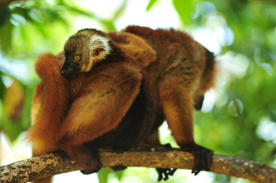 Madagascar, Nose Be, Nosy Komba, portrait of brown crowned lemur with baby in the vegetation (Eulemur coronatus)
