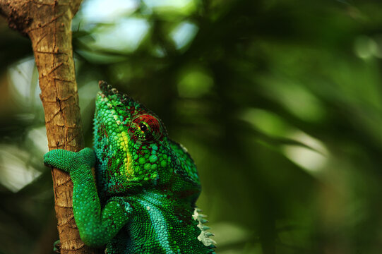 Madagascar, Nose Be, Nosy Komba, green chameleon (Panther Chameleon - Furcifer pardalis) climbing a tree in vegetation