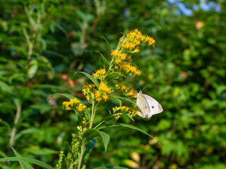 Small white butterfly, likely Pieris rapae, resting and feeding on yellow goldenrod, Solidago species, in warm summer sunlight. Natural pollination scene highlights wildflower habitat, insect feeding  © Volha