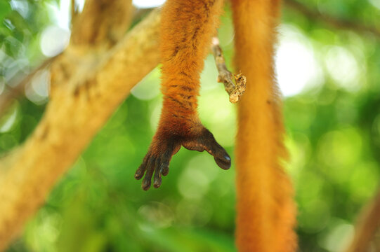 Madagascar, Nose Be, Nosy Komba, hand of brown crowned lemur in the vegetation (Eulemur coronatus)