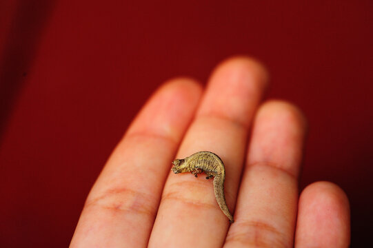 Madagascar, Montagne d'Ambre, Brookesia minima, the smallest chameleon in the world