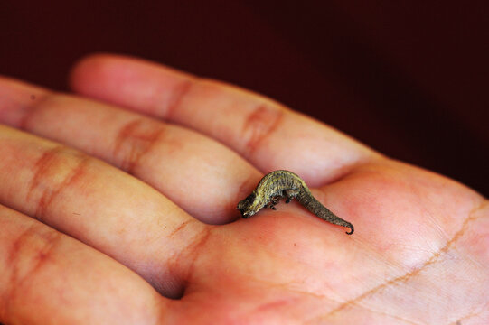 Madagascar, Montagne d'Ambre, Brookesia minima, the smallest chameleon in the world