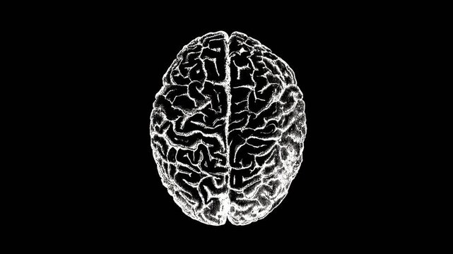 Black and White Human Brain Illustration Top View