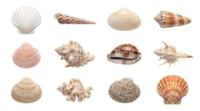 Assorted seashells and marine shells in natural beige and brown tones transparent background.