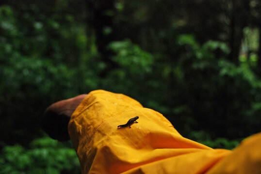 Madagascar, Montagne d'Ambre, Brookesia minima, the smallest chameleon in the world