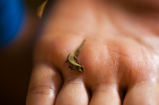 Madagascar, Montagne d'Ambre, Brookesia minima, the smallest chameleon in the world