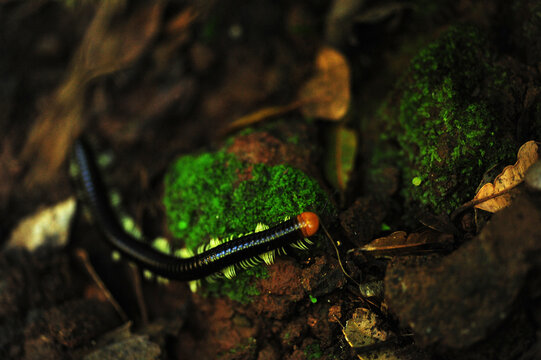 Madagascar, Montagne d'Ambre, centipede