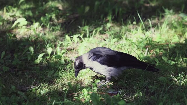 Black crow searching for natural food on sunlit grass