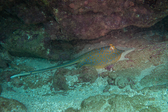 Blue spotted Ray on Ningaloo Coral Reef, Western Australia, Australia