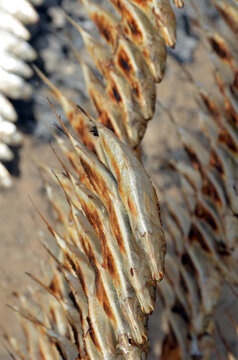 Madagascar, Morondava, Kimoni, close up on local grilled fish in high quantity
