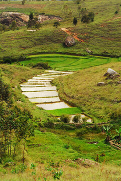 Madagascar, Inland, typical malagasy house amid green rice paddies