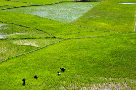 Madagascar, Inland, people working in green rice fields