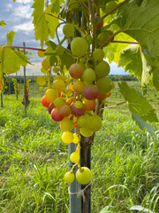 Fototapeta premium Ripening grapes in vineyards in Western Georgia