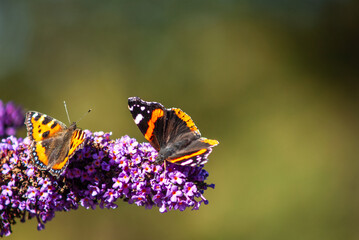 Naklejka premium Colourful photo depicting Red Admiral (Vanessa Atalanta) butterflies feasting on a Buddleia (Buddleja) butterfly bush in front of a defocussed, blurry background