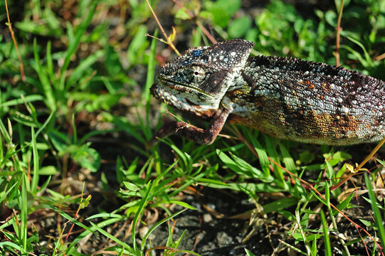 Madagascar, Inland, chameleon walking in the grass
