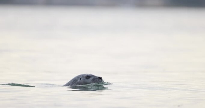 A young harbor seal with a shark bite moves carefully among the exposed rock ledges near open water during a calm coastal moment