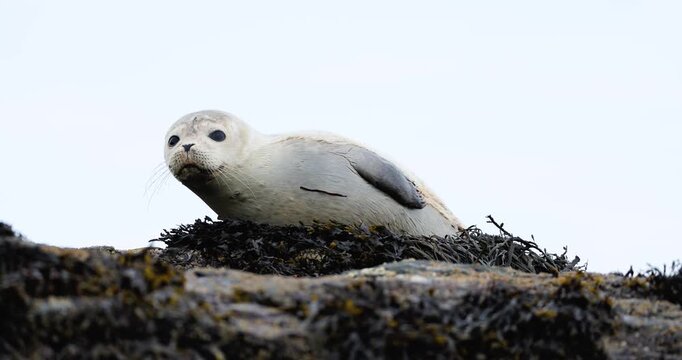 A solitary injured harbor seal moves carefully among dark coastal rocks at Halfway Rock while remaining alert