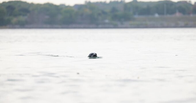 A juvenile harbor seal with a visible shark bite looks out from a natural coastal haulout surrounded by stone in natural documentary footage
