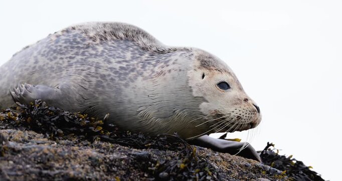 The wounded harbor seal pup settles against the exposed rock ledges near open water during a calm coastal moment