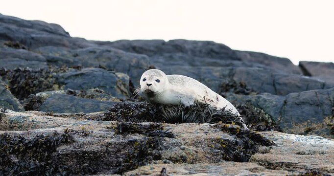 A juvenile harbor seal with a visible shark bite rests on the exposed rock ledges near open water during a calm coastal moment