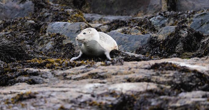 A vulnerable harbor seal pup settles against jagged seaside rocks in a remote marine habitat with its shark bite visible
