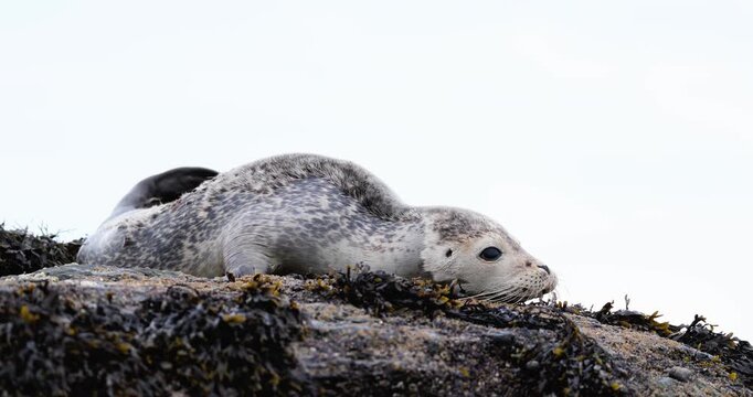 A young harbor seal with a shark bite looks out from jagged seaside rocks in a remote marine habitat with its shark bite visible