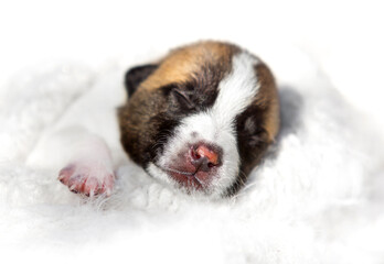 Obraz na płótnie Canvas Cute newborn puppy sleeping with one paw out.