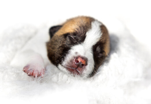 Cute newborn puppy sleeping with one paw out.