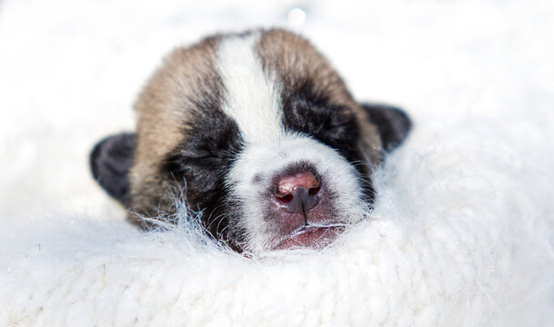 Macro portrait of a sleeping newborn puppy on white fur.