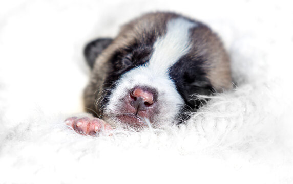 Sweet dreaming newborn puppy on a white blanket.
