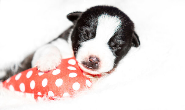 Newborn black and white puppy sleeping on a red heart.