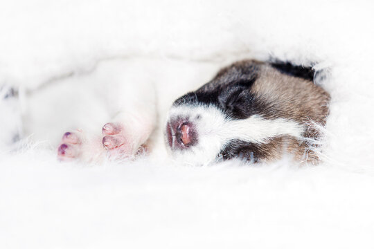Tiny newborn puppy paws on a fluffy blanket.
