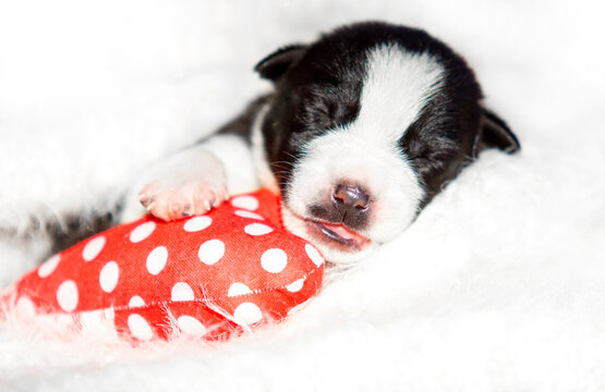 Adorable newborn puppy dreaming on a heart toy.