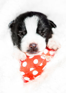 Macro face of a newborn puppy sleeping on a heart.