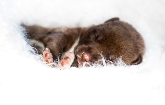 Sleeping newborn chocolate puppy showing tiny paws.
