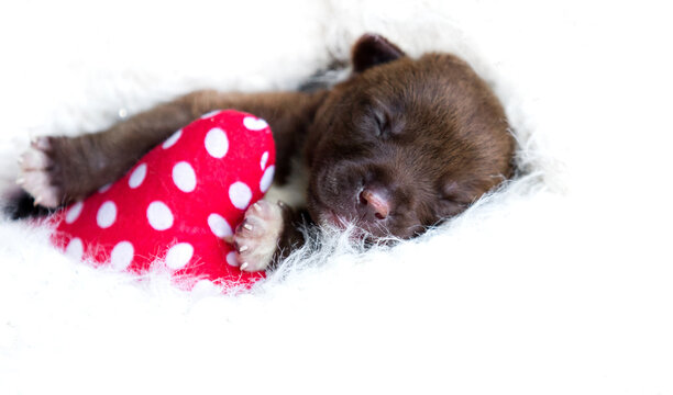 Cute brown newborn puppy hugging a red heart.