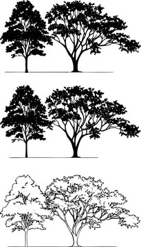 Black and white architectural tree silhouettes and line architecture