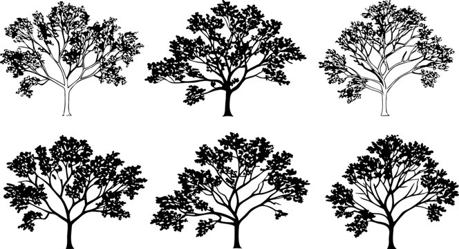 Collection of six deciduous tree silhouettes on a white background