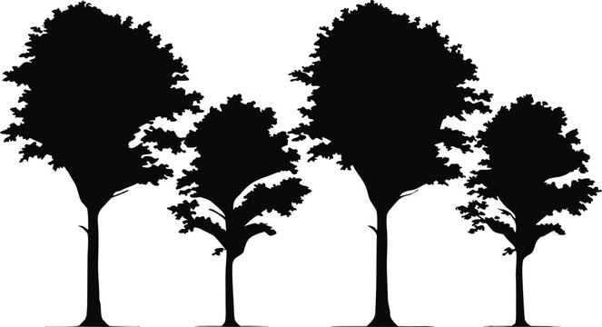 Four deciduous trees in architectural silhouette on white background