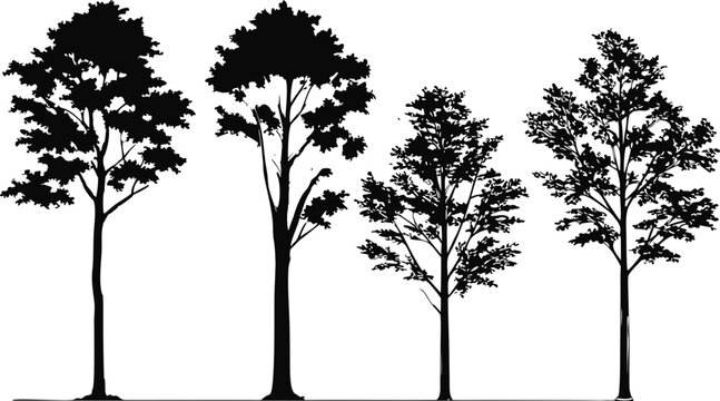 Four distinct deciduous tree silhouettes on a white background foliage
