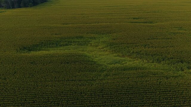 Mature maize plants surround a lighter green low yield patch as the camera orbits high above the late summer field, useful for agronomy, crop loss or rural landscape themes.