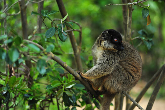 Madagascar, Andasibe, ile aux lemuriens, Common Brown Lemur (Eulemur fulvus fulvus) in the trees