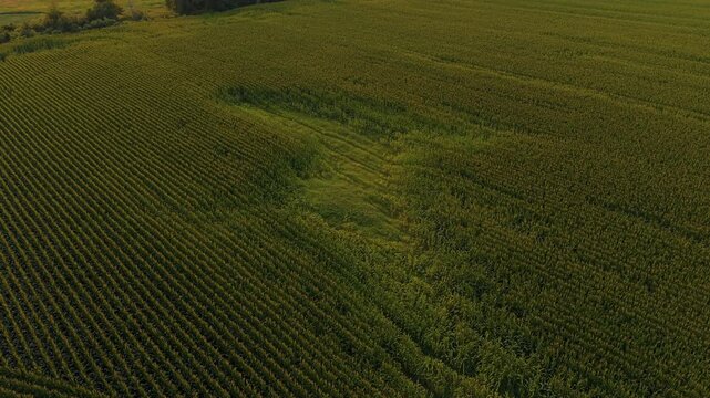 Aerial orbiting shot of corn plants forming straight rows around an irregular green patch in the field in warm evening light, useful for agriculture topics or crop damage analysis.